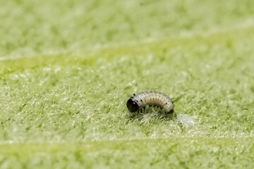 Monarch Caterpillar hatching from an egg - Danaus Plexippus