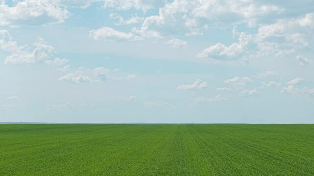 Drone Flying Over Vast Green Wheat Field in the Bulgarian Countryside on a Cloudy Spring Day Aerial View of Rural Farmland and Blue Sky