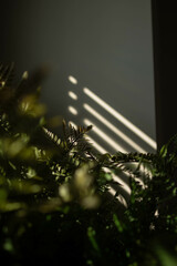 fern leaf on a black background