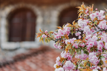 Fototapete bei efototapeten.de bestellen   