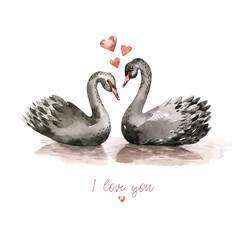 Black Swan watercolor illustration on white background. Love card for Valentine's Day.