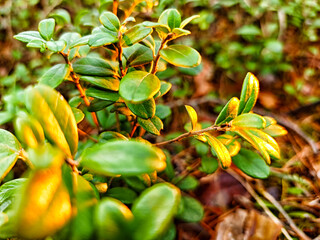 Close-up of vibrant green leaves illuminated by warm sunlight in a natural setting during early...