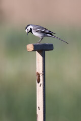 a wagtail on a wood pole