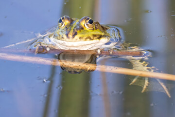 water frog in a pond