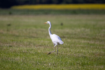 a great egret in a meadow