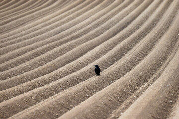 raven on a brown, furrowed agricultural field