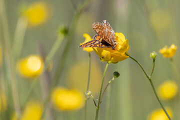 Scabious Fritillary on a yellow flower