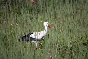 white stork in green reed