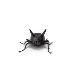 Rhinoceros Beetle isolated on transparent background