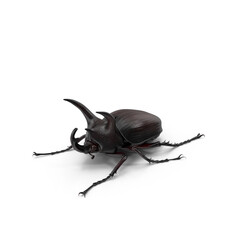 Rhinoceros Beetle isolated on transparent background