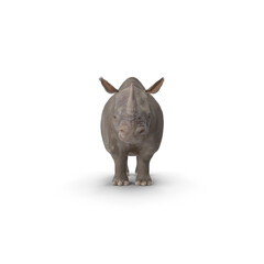 Rhinoceros isolated on transparent background