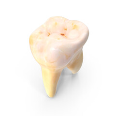 Tooth Isolated on Transparent Background