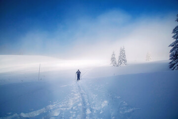 Lizard in a beautiful winter landscape.