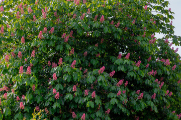 Selective focus of purple pink flowers on the tree, Red horse chestnut with green leaves, Aesculus carnea is a medium-sized tree an artificial hybrid between Pavia and Hippocastanum, Nature background