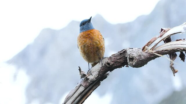 Monticola saxatilis, redstart codirossone	