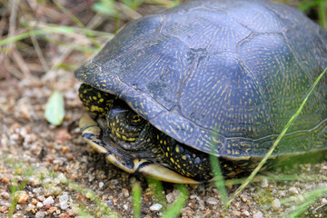 a marsh turtle sits in the green grass and hides in its shell