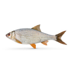 Roach Fish Isolated on Transparent Background © Realistic PNG