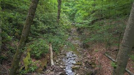 Deep forest in Strandzha Nature Park, Bulgaria. A serene ravine with a small rocky stream, surrounded by tall deciduous trees and fallen leaves. Peaceful, untouched wilderness in summer - Powered by Adobe