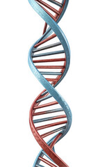 A striking 3D representation of a DNA double helix, showcasing intertwining strands in red and blue tones, symbolizing genetic research and innovation.