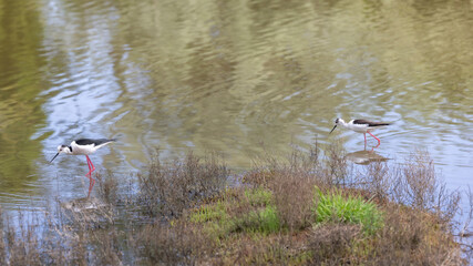 The black-winged stilt (Himantopus himantopus) is a widely distributed, very long-legged wader in the avocet and stilt family Recurvirostridae