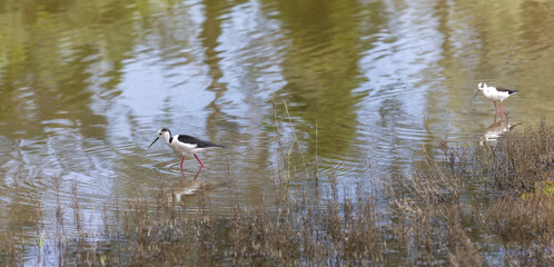 The black-winged stilt (Himantopus himantopus) is a widely distributed, very long-legged wader in the avocet and stilt family Recurvirostridae