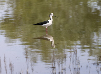The black-winged stilt (Himantopus himantopus) is a widely distributed, very long-legged wader in the avocet and stilt family Recurvirostridae