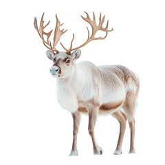 Obraz premium Beige reindeer portrait isolated on transparent background