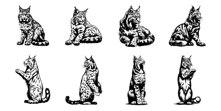 set of wild lynx cat vector illustrations, wildlife and zoological 