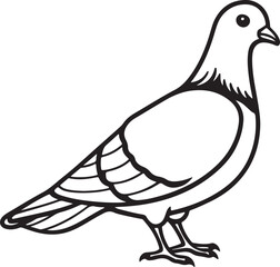 pigeon line art, black outline, vector and illustration, coloring book page line art drawing