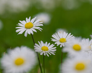 Beautiful close-up of bellis perennis © James Nature Pics