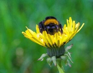 Beautiful close-up of bombus terrestris