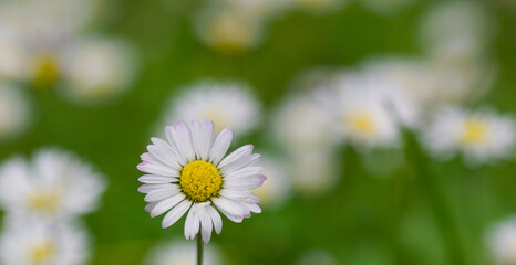 Beautiful close-up of bellis perennis © James Nature Pics