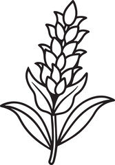 heather flower line art, black outline, vector and illustration, coloring book page line art drawing