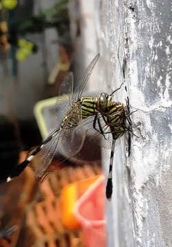 The cannibalistic tendencies of a dragonfly

