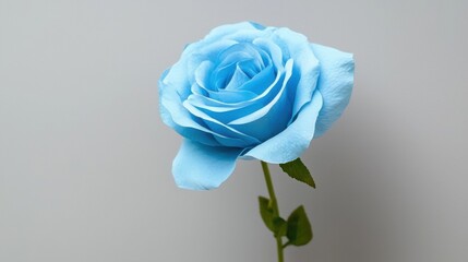 A single light blue rose with a green stem and leaves.