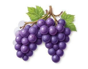 Fototapeta premium Harvesting fresh grapes vineyard food photography natural setting close-up organic produce