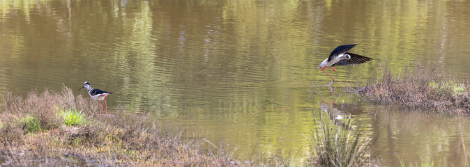 The black-winged stilt (Himantopus himantopus) is a widely distributed, very long-legged wader in the avocet and stilt family Recurvirostridae