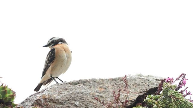 whinchat, Saxicola rubetra Stiaccino	