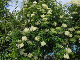 Die weißen Blüten des Holunder Sambucus Strauch