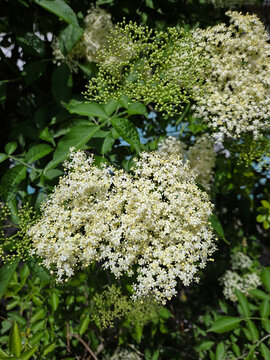 Die wei&szlig;en Bl&uuml;ten des Holunder Sambucus Strauch