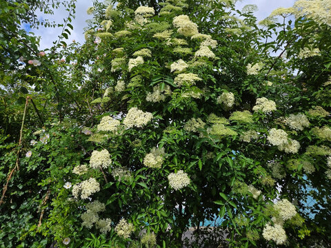 Die wei&szlig;en Bl&uuml;ten des Holunder Sambucus Strauch
