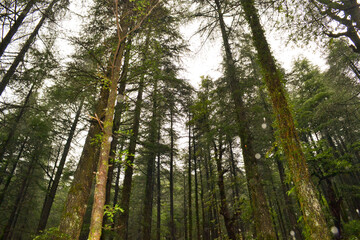 Dharamshala – The Peaceful Abode of Mountains, Monasteries, and Tibetan Spirit
