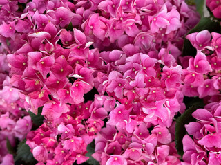 Vibrant pink hydrangeas in full bloom display close-up