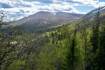 Naklejka premium Mountain landscape. Green forest and snowy mountains. Perfect view. 