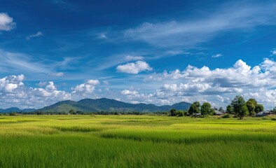 Obraz premium Lush Green Rice Paddy Field under a Bright Blue Sky with Distant Mountains and Rural Village
