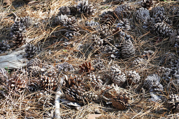 background texture pine cones lie on the ground natural material nature