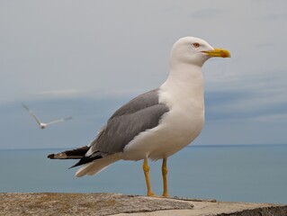 Seagull in the sea