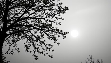 Silhouette of a Leafless Tree Against a Foggy Background With a Dull Sun