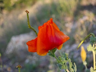 red poppy flower