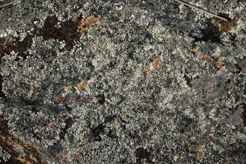 background texture tree bark natural material